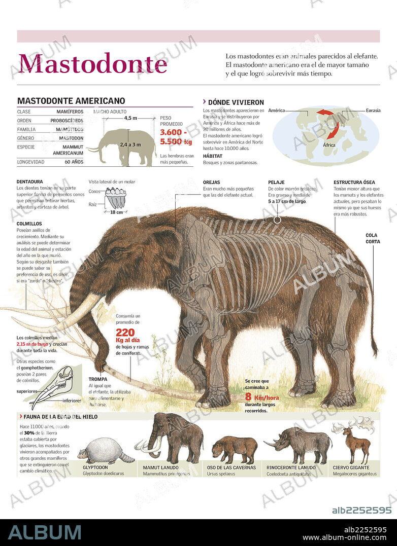 MASTODON. Infographics of the American mastodon, habitat, and anatomy and other animals of the Ice Age.