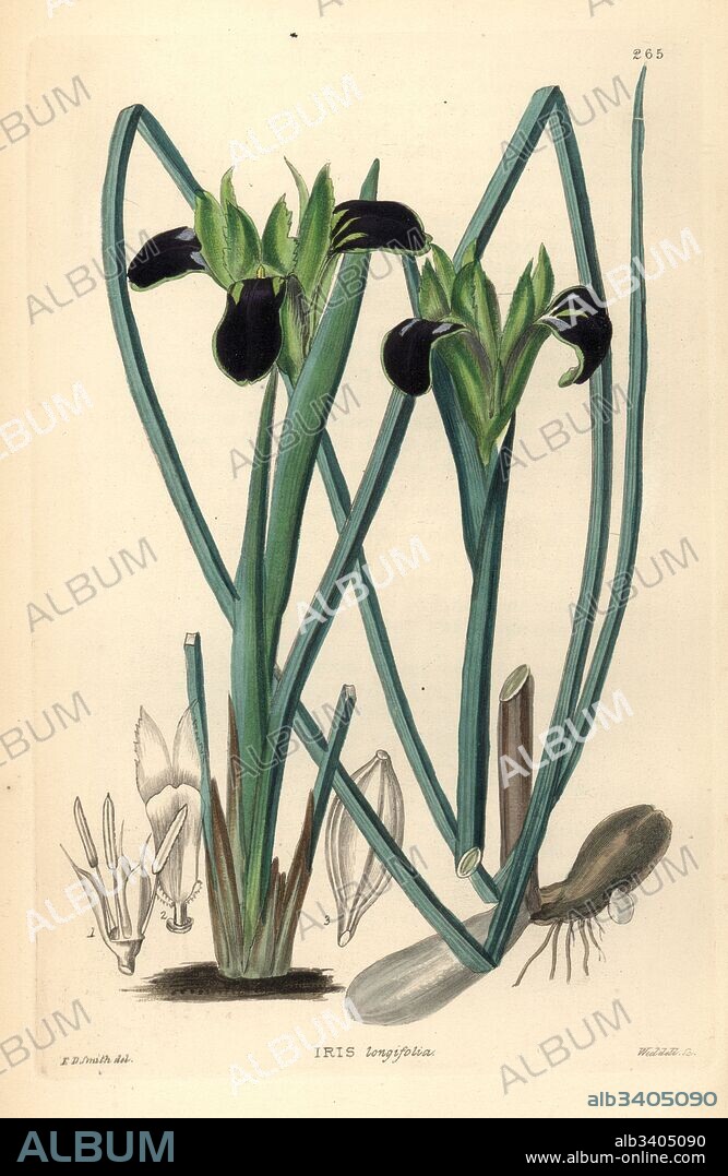 Snake's head iris, Hermodactylus tuberosus subsp. longifolius Long-leaved flower de luce, Iris longifolia. Handcoloured copperplate engraving by Weddell after Edwin Dalton Smith from John Lindley and Robert Sweet's Ornamental Flower Garden and Shrubbery, G. Willis, London, 1854.