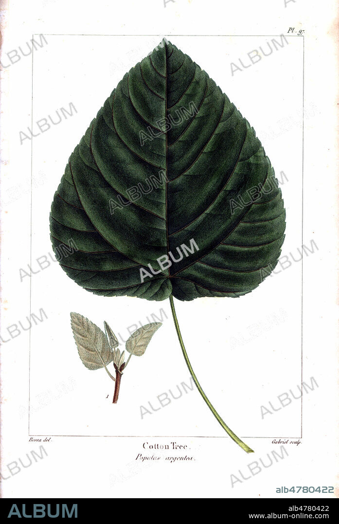 PEuplier argente: Cotton tree, Populus argentea. Handcolored stipple engraving from a botanical illustration by Pancrace Bessa, engraved on copper by Gabriel, from Francois Andre Michaux's "North American Sylva," Philadelphia, 1857. French botanist Michaux (1770-1855) explored America and Canada in 1785 cataloging its native trees.Gravure 19eme siecle, par P. BESSA, in La FLore de l'Amerique du Nord, par Andre Francois MICHAUX , 1857. Credit FLO/KHARBINE TAPABOR.