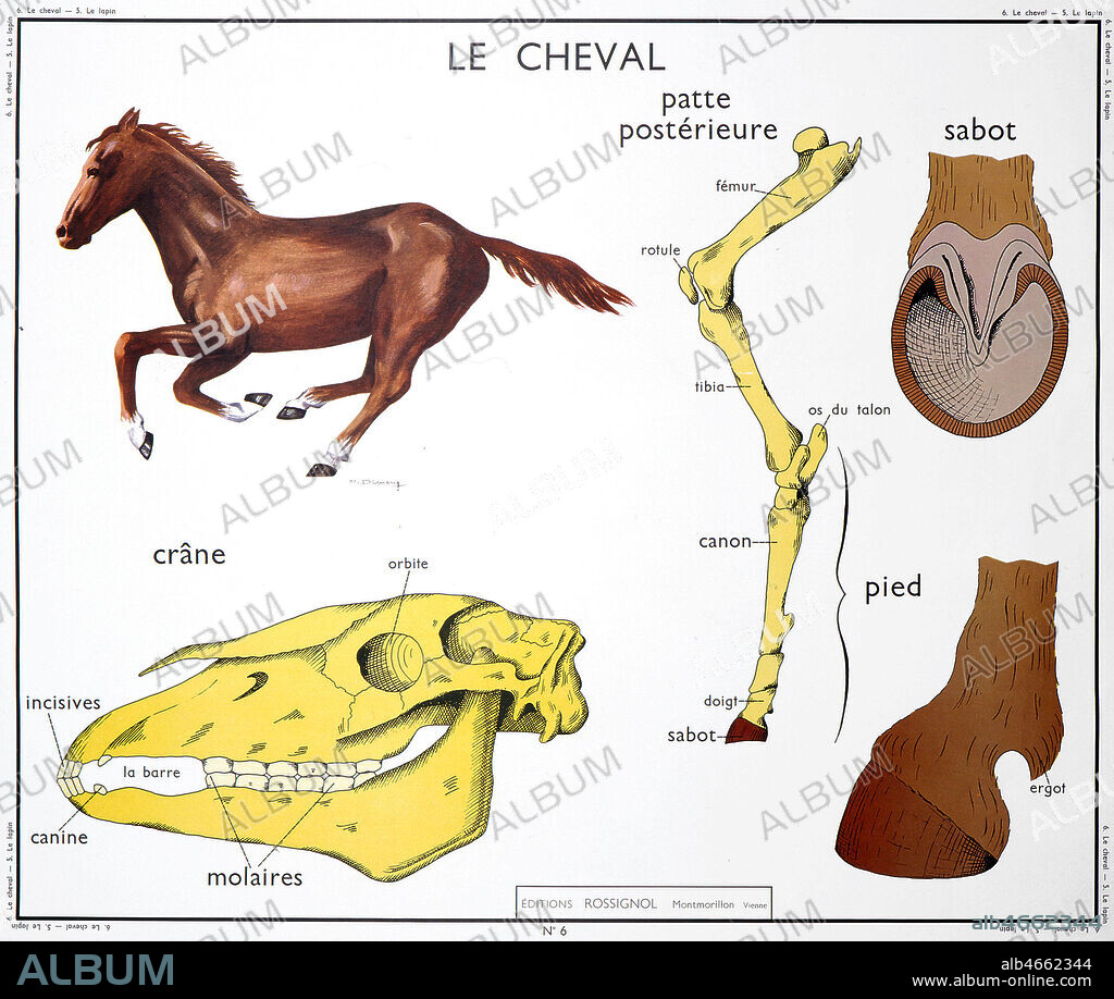 Planche zoologique : 'Le cheval, son crane, sa patte, son pied et son sabot.' Panneau scolaire edite par Rossignol dans les annees 1950. Credit: Imagerie Rossignol/KHARBINE-TAPABOR.