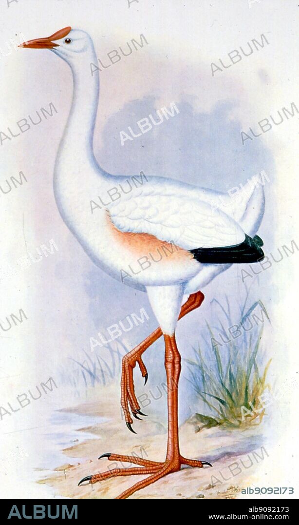 Leguatia Gigantea: an imaginary bird. Extinct Birds by Errol Fuller page 242. A study of the world's recently extinct bird species with colour and black and white illustrations.