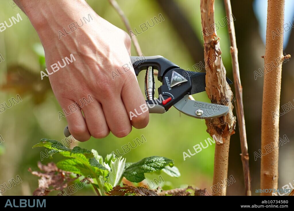 Gardener cutting bush, Pruning secateurs, Hand tool, Garden,.
