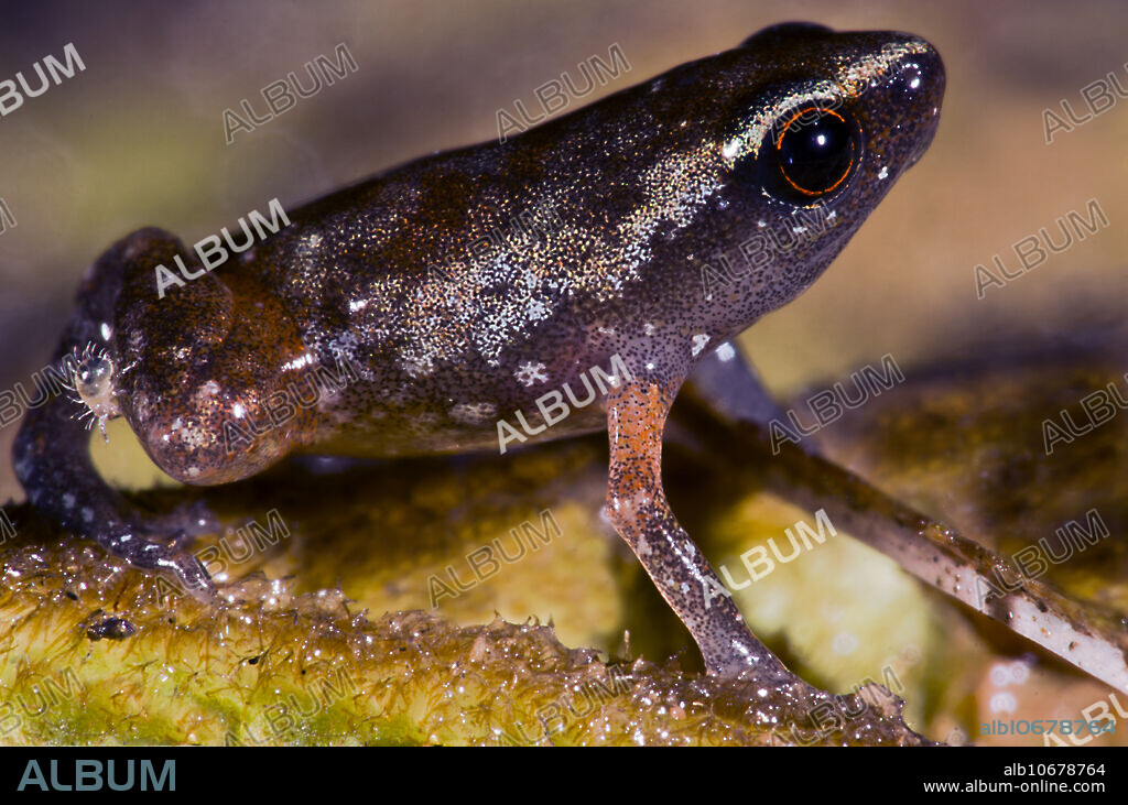An unusual encounter - Carvalho's Silent Frog (Chiasmocleis carvalhoi). These amphibians inhabit leaf litter and can be difficult to find. This individual is roughly 1 cm in total length and was observed along the R??o Sucusari, Loreto, Peru, 2016.