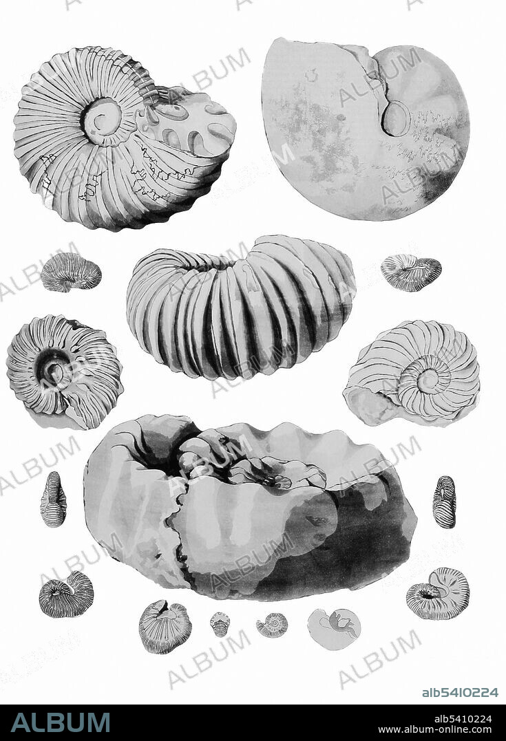 Cretaceous Ammonites