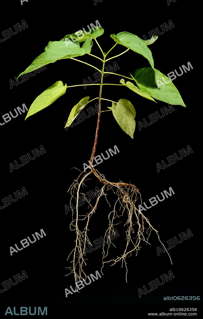 Northern Catalpa Tree sapling showing root system, Catalpa speciosa.