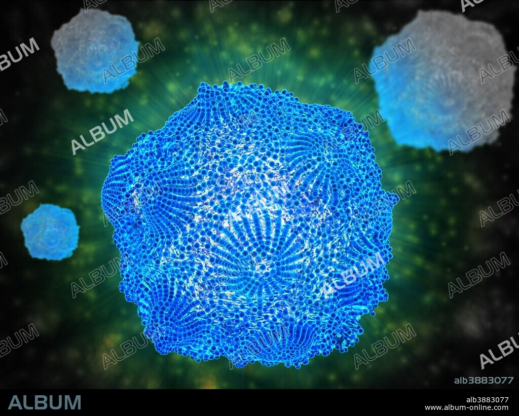 Microscopic view of Canine Parvovirus. Canine Parvovirus is a highly contagious viral disease that is one of the most common causes of diarrhea in dogs under 6 months of age.