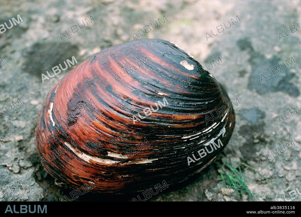 Endangered freshwater mussel species, pink mucket pearly mussel (Lampsilis orbiculata) from the Ohio River.