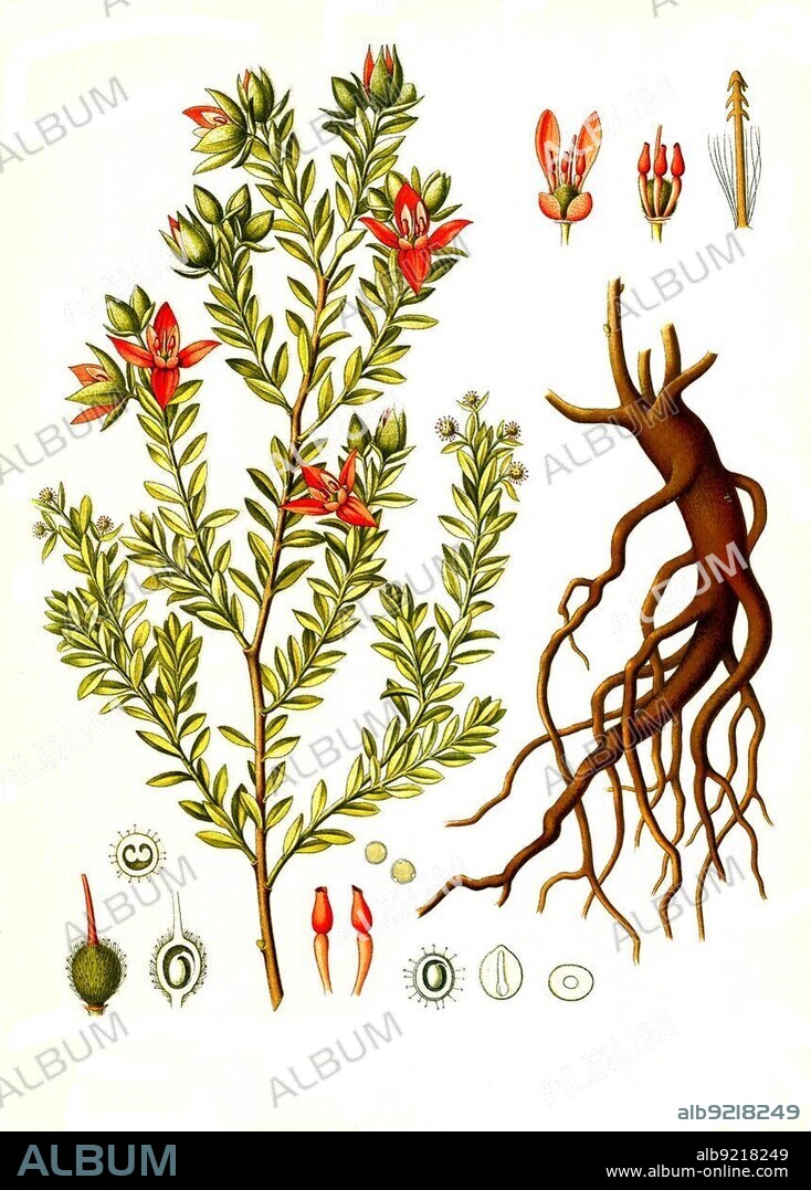 Medicinal plant, Ratanhia, also para rhatany (Krameria lappacea), Historical, digitally restored reproduction from a 19th century original.