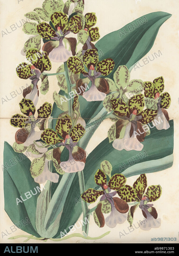 Lance's trichocentrum orchid, Trichocentrum lanceanum. Native to South America and the Caribbean, introduced from Suriname by British judge John Henry Lance. Mr Lance's oncidium, Oncidium lanceanum. Handcoloured engraving by Frederick William Smith from Joseph Paxtons Magazine of Botany, and Register of Flowering Plants, Volume 4, Orr and Smith, London, 1837.
