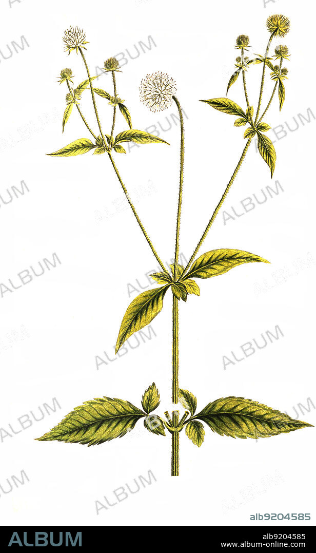Behaarte Karde, Dipsacus pilosus, Virga pilosa, eine Pflanzenart aus der Gattung der Karden, Dipsacus, in der Unterfamilie der Kardengewächse, Dipsacoideae / Dipsacus pilosus, or small teasel, is a species of biennial flowering plant in the family Caprifoliaceae.