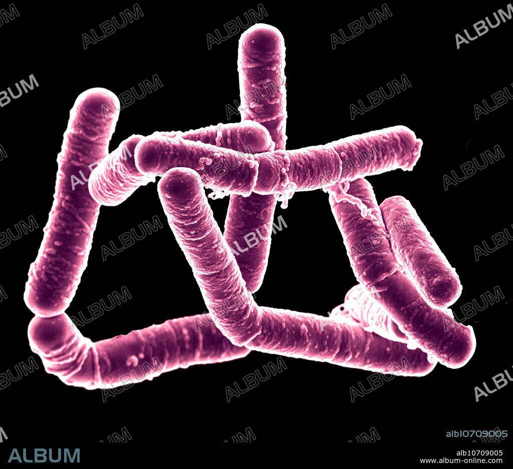 Scanning electron micrograph (SEM) of Bacillus subtilis. Bacillus subtilis, also known as grass bacillus or hay bacillus, is a Gram-positive, catalase-positive and rod-shaped bacterium. It is found in soil and the gastrointestinal tract of ruminants and humans. As with other members of the genus Bacillus, it can form an endospore, to survive extreme environmental conditions of temperature and desiccation. It is one of the bacterial champions in secreted enzyme production and used on an industrial scale by biotechnology companies. It is sometimes pathogenic in humans, causing severe eye infections such as anterior uveitis (inflammation of the middle layer of the eye), or iridocyclitis (inflammation of the iris). Magnification is 15,000x at 15 cm image size.