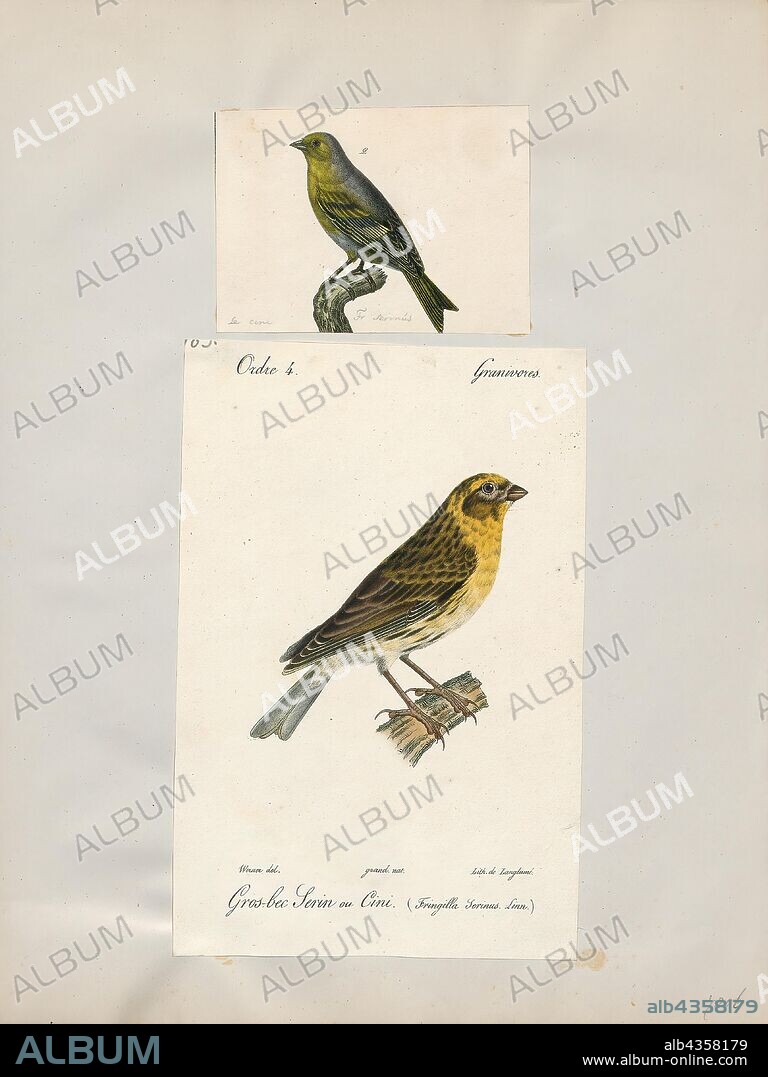 Fringilla serinus, Print, The genus Fringilla is a small group of finches from the Old World, which are the only species in the subfamily Fringillinae. The genus name Fringilla is Latin for "finch"., 1700-1880.