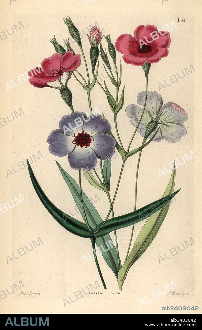 Rose of heaven, Silene coeli-rosa (Dark-eyed viscaria, Viscaria oculata). Handcoloured copperplate engraving by G. Barclay after Miss Sarah Drake from John Lindley and Robert Sweet's Ornamental Flower Garden and Shrubbery, G. Willis, London, 1854.