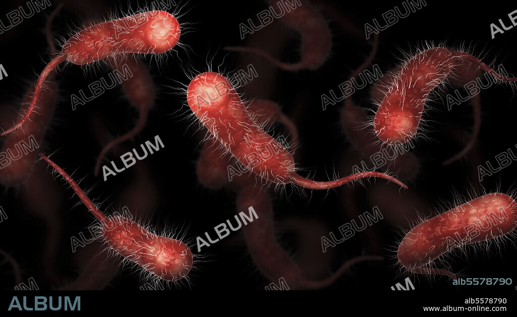 Biomedical illustration of vibrio vulnificus bacteria on black background.