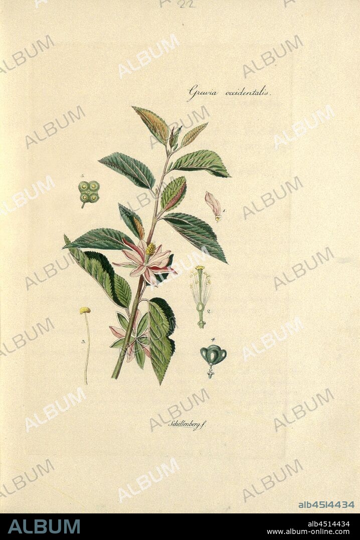 Grewia occidentalis, West Indian or Western Grewie, Taf. 6, according to p. 22, 1796, [Joseph Philippe de Clairville, Johann Rudolf Schellenberg]: Auswahl von Pflanzen und Gesträuchen: mit einer Anleitung zu ihrer Wartung / den Liebhabern der Pflanzenkunde und Gartenfreunden zur Bildung ihres Geschmacks gewidmet Auswahl von Pflanzen und Gesträuchen: mit einer Anleitung zu ihrer Wartung / den Liebhabern der Pflanzenkunde und Gartenfreunden zur Bildung ihres Geschmacks gewidmet = Collection choisie de plantes et arbustes: avec un abrege de leur culture: ouvrage dédié aux amateurs et propre à éclairer leur gout en ce genre. Zürich: bey Johann Heinrich Füssli, Sohn, 1796.