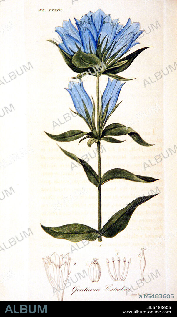 Gentiana catesbaei circa 1818.