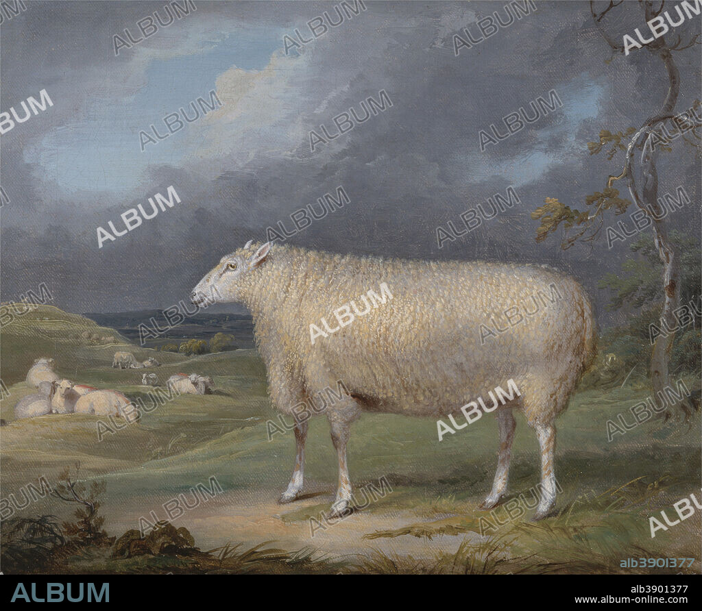 JAMES WARD. A Border Leicester Ewe. Date/Period: Between 1795 and 1800. Painting. Oil on canvas. Height: 311 mm (12.24 in); Width: 375 mm (14.76 in).