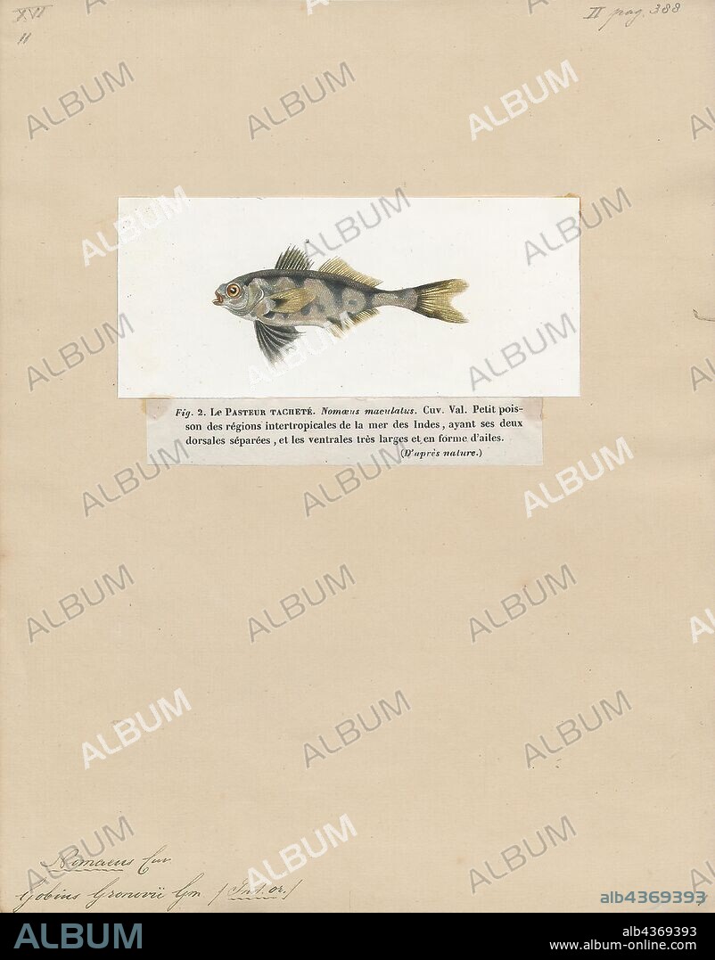 Nomeus gronovii, Print, Nomeus gronovii, the man-of-war fish, or bluebottle fish, is a species of fish in the family Nomeidae, the driftfish. It is native to the Atlantic, Pacific and Indian Oceans, where adults are generally found at depths from 200 to 1, 000 m (660 to 3, 280 ft). It is notable for its ability to live within the deadly tentacles of a siphonophore, the Portuguese man o' war, upon whose tentacles and gonads it feeds. The fish is striped with blackish-blue blemishes covering its body, and the caudal fin is extremely forked. It can reach a length of 39 cm (15 in). It is of minor importance to commercial fisheries. This species is the only known member of its genus., 1700-1880.