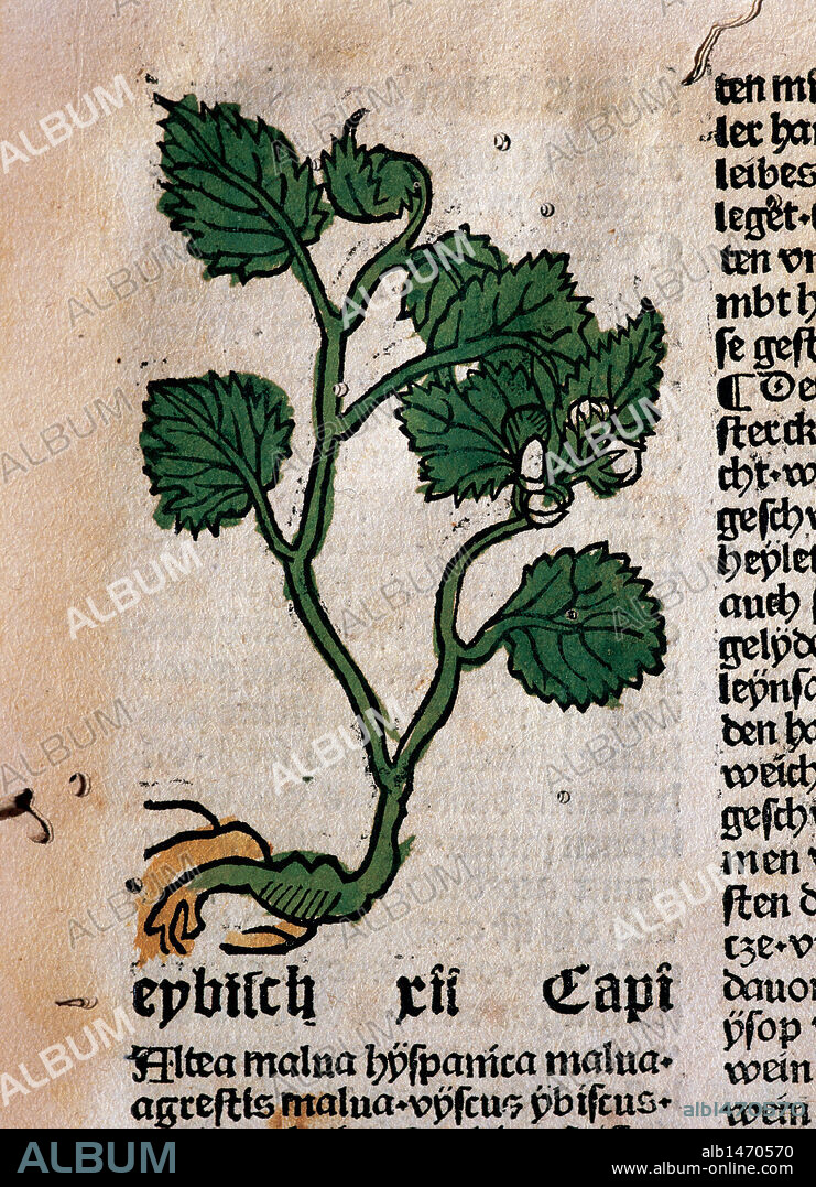 Hortus Sanitatis (Gart der Gesundheit). Book of natural history written by the German doctor Johann Wonnecke von Kaub (Johannes de Cuba) (1430-1503). Tractatus De Herbis. Detail from folio 9 depicting marshmallov. Edited by Johann Schoensperger in Augsburg (Germany), 1487.