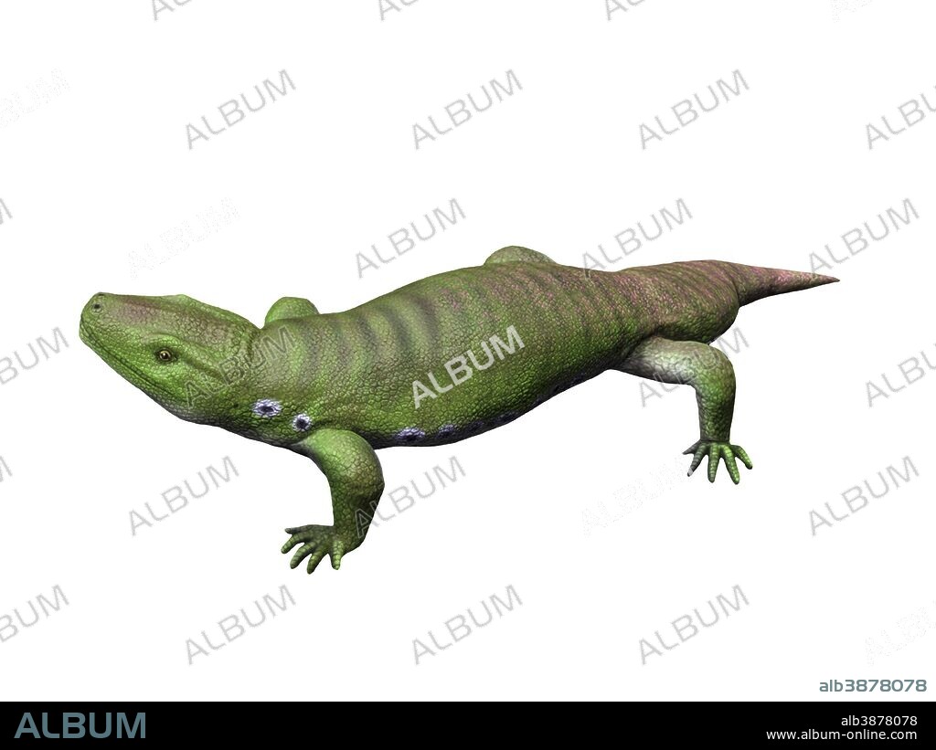 Seymouria is a reptiliomorph from the Early Permian period of Texas.