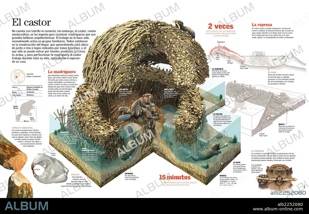 El castor. Infografía del proceso de construcción de la madriguera de un castor, la técnica que utiliza y su impacto ambiental.