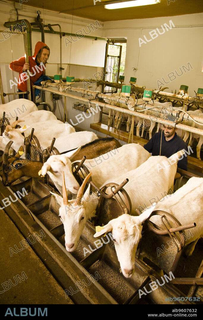 Granja de cabras y ovejas Can Caus .Santa Gertrudis de Fruitera.Ibiza.Balearic islands.Spain.