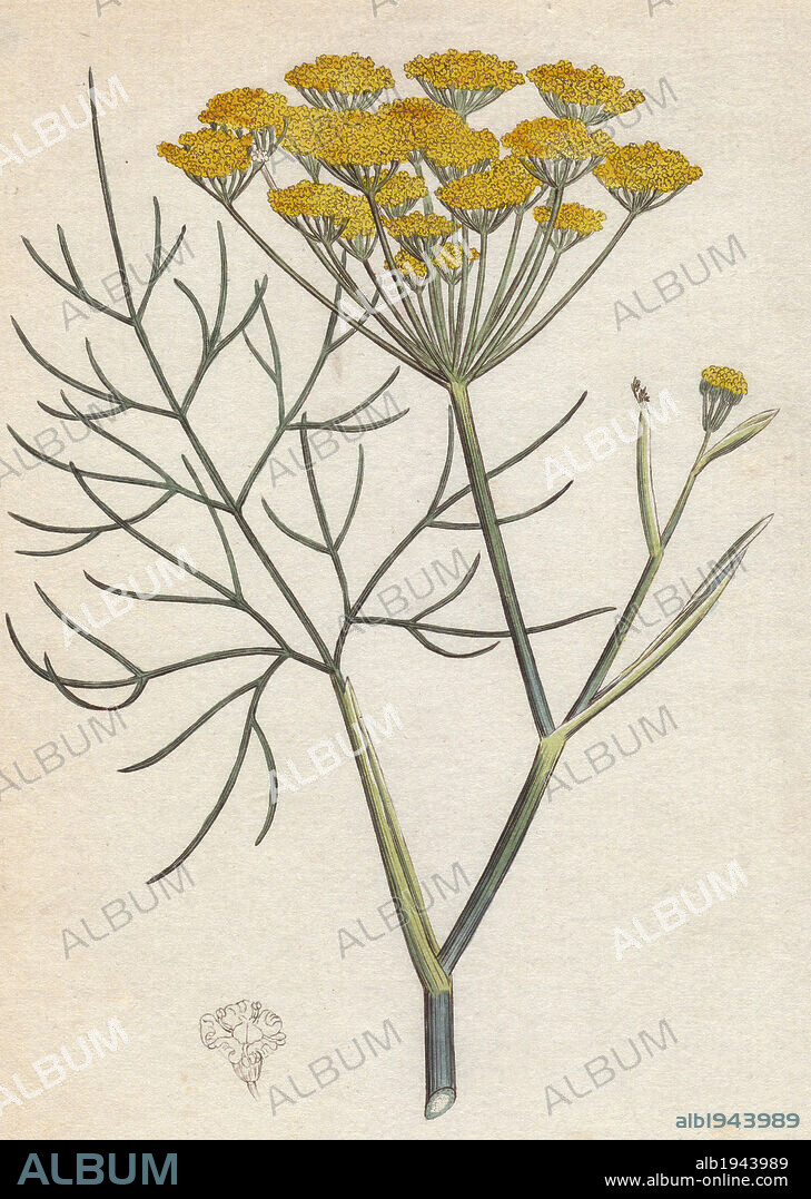 Fennel, Anethum foeniculum, spice.. Handcolored copperplate engraving from a botanical illustration by James Sowerby from William Woodville and Sir William Jackson Hooker's "Medical Botany" 1832. The tireless Sowerby (1757-1822) drew over 2,500 plants for Smith's mammoth "English Botany" (1790-1814) and 440 mushrooms for "Coloured Figures of English Fungi " (1797) among many other works.