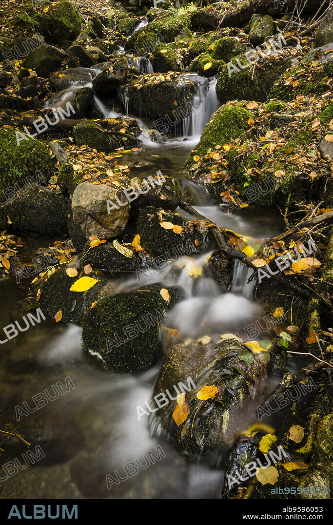 rio de Crlac, bosque de Carlac, - hayedo de Carlac-, Bausen, valle de Aran, cordillera de los Pirineos, Spain, europe.