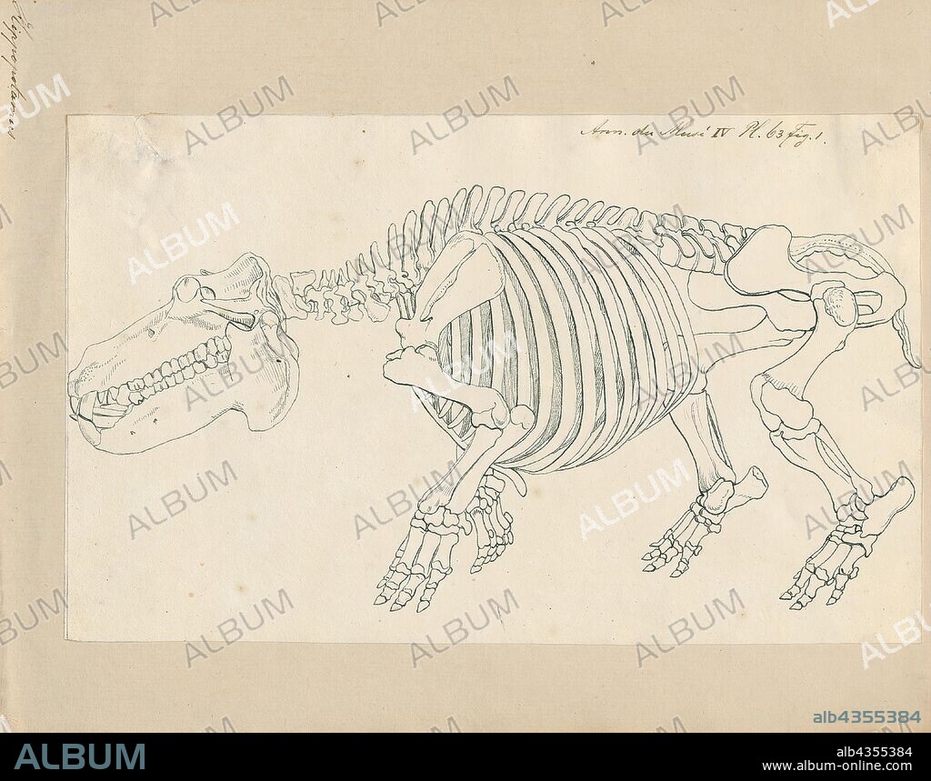 Hippopotamus amphibius, Print, The common hippopotamus, or hippo, is a large, mostly herbivorous, semiaquatic mammal and ungulate native to sub-Saharan Africa. It is one of only two extant species in the family Hippopotamidae, the other being the pygmy hippopotamus (Choeropsis liberiensis or Hexaprotodon liberiensis). The name comes from the ancient Greek for "river horse". After the elephant and rhinoceros, the common hippopotamus is the third-largest type of land mammal and the heaviest extant artiodactyl. Despite their physical resemblance to pigs and other terrestrial even-toed ungulates, the closest living relatives of the Hippopotamidae are cetaceans (whales, dolphins, porpoises, etc.) from which they diverged about 55 million years ago., skeleton.