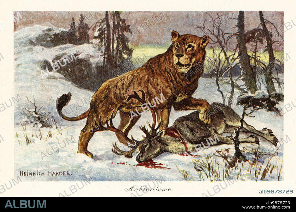 Eurasian cave lion, Panthera spelaea, extinct big cat species. With deer carcass. Hohlenlowe. Colour printed illustration after Heinrich Harder from Wilhelm Bolsches Tiere der Urwelt (Animals of the Prehistoric World), Reichardt Cocoa company, Hamburg, 1908. Heinrich Harder (1858-1935) was a German landscape artist and book illustrator.
