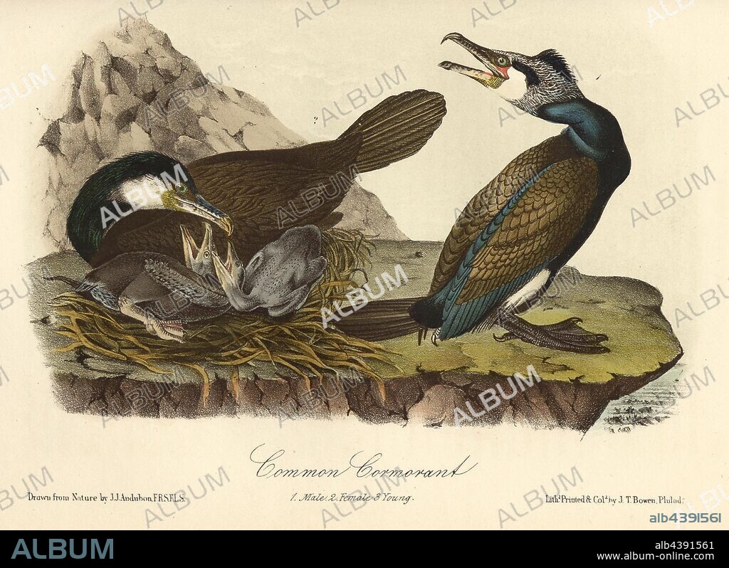 Common Cormorant, Cormorant (Phalacrocorax carbo), Signed: J.J. Audubon, J.T. Bowen, lithograph, Pl. 415 (vol. 6), Audubon, John James (drawn); Bowen, J. T. (lith.), 1856, John James Audubon: The birds of America: from drawings made in the United States and their territories. New York: Audubon, 1856.