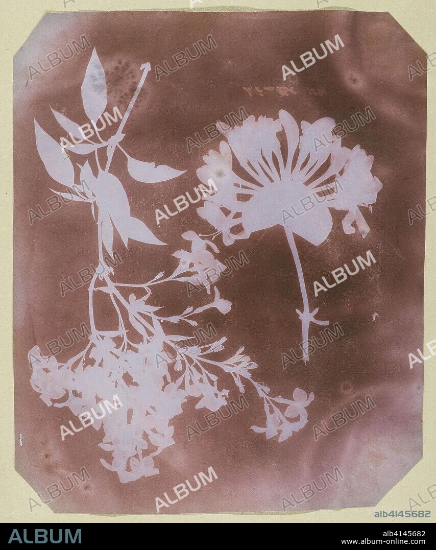 Two Plant Specimens. William Henry Fox Talbot; English, 1800-1877. Date: 1839. Dimensions: 22.1 × 18 cm (8 11/16 × 7 1/8 in., image/paper); 29 × 21.5 cm (mount). Photogenic drawing. Origin: England.