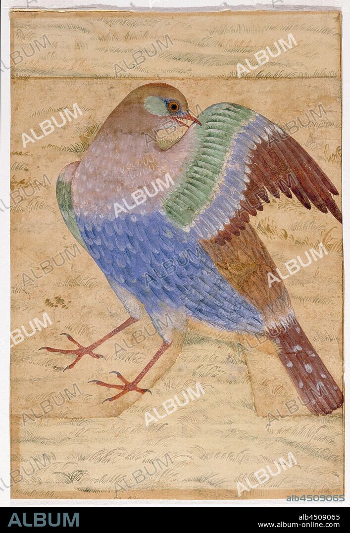 Unknown (Indian), manner of Ustad Mansur, Islamic Indian, flourished c. 1590-1630, A Bird Study, possibly 19th century, Pigment on paper, Sheet: 6 1/4 × 4 3/8 inches (15.9 × 11.1 cm).