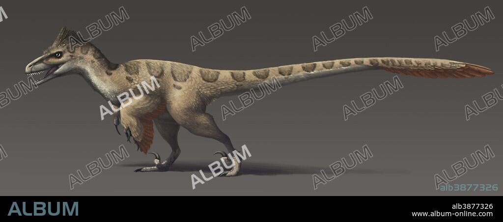 Utahraptor ostrommaysorum, the largest known dromaeosaur dinosaur.