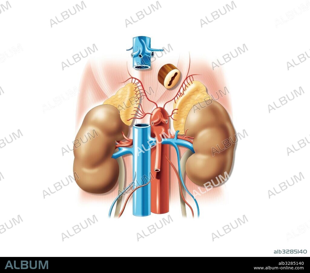 Localización de las glándulas suprarrenales.