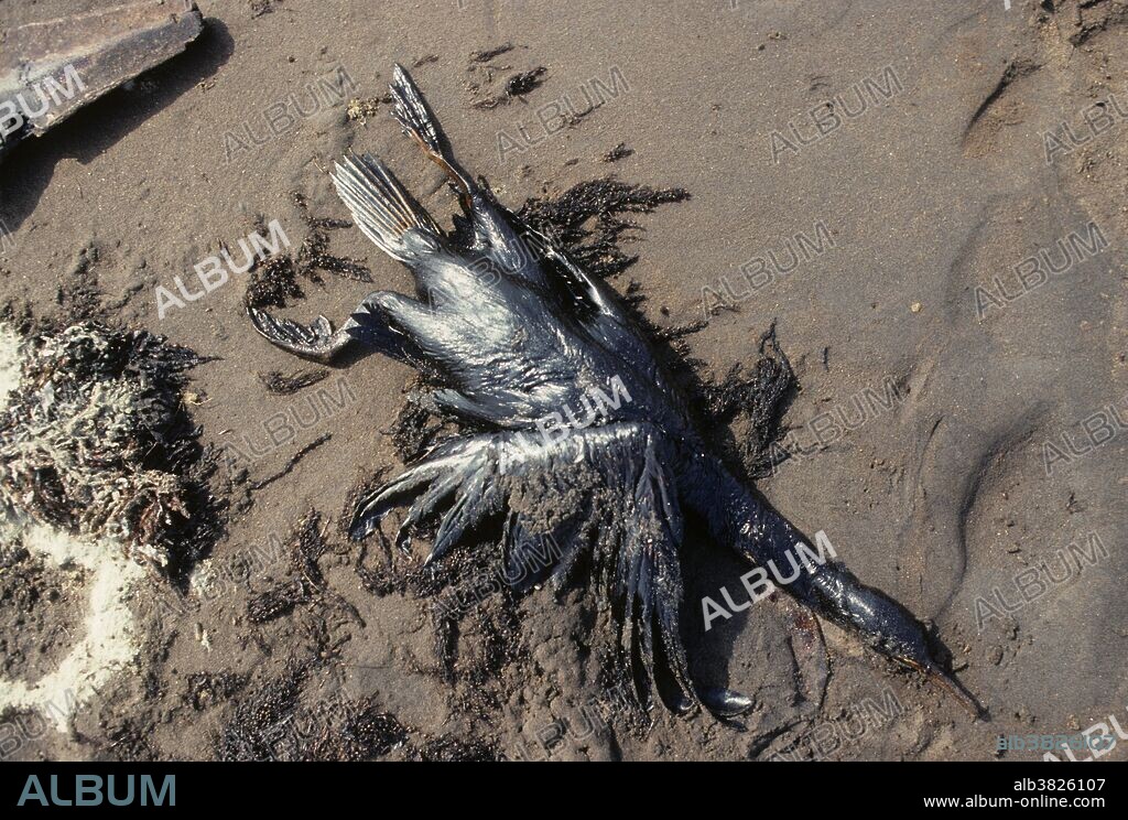 Kuwait; March, 1991. On an oil spilled beach along the Kuwaiti coast a bird lays lifeless and soaked in crude oil shortly after the end of the 1991 Gulf War. On January 23, 1991, Iraqi forces, upon orders from Saddam Husein, opened valves at an offshore terminal in Kuwait and dumped oil from several tankers into the Persian Gulf. The apparent strategic goal was to foil a potential landing by U.S. Marines during the invasion of Kuwait. The Gulf War oil spill is regarded as the worst oil spill in history, resulting from actions taken during the Gulf War in 1991. It caused considerable damage to wildlife in the Persian Gulf especially in areas surrounding Kuwait and Iraq. Estimates on the volume spilled range from 42 to 462 million gallons; the slick reached a maximum size of 100 by 40 miles and was 4 inches thick. Despite the uncertainty surrounding the size of the spill, figures place it 5 to 27 times the size (in gallons spilled) of the Exxon Valdez oil spill, and more than twice the size of the 1979 Ixtoc I blow-out in the Gulf of Mexico.