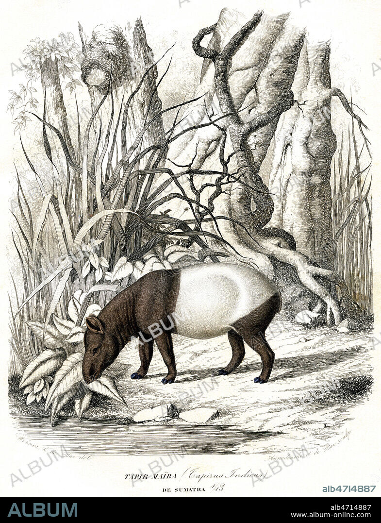 Tapir Maiba de Sumatra. Illustration 1855 par Jean Charles WERNER (1798-1856) pour l'Histoire Naturelle des Mammiferes par Paul GERVAIS (1816-1879). Credit : Coll. Jonas/KHARBINE-TAPABOR.