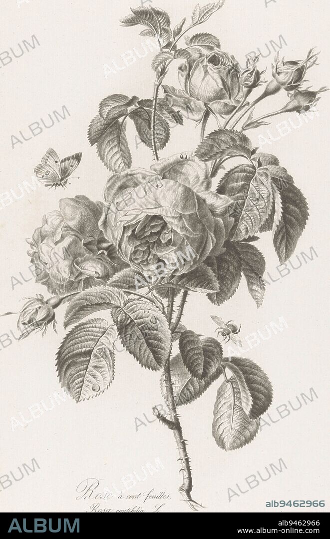 Hundred-petaled rose Rose a cent feuilles Rosa centifolia L Fleurs dessin, print maker: Pierre François Legrand, (mentioned on object), intermediary draughtsman: Gerard van Spaendonck, (mentioned on object), publisher: Gerard van Spaendonck, Paris, 1799 - 1801, paper, h 493 mm × w 335 mm.