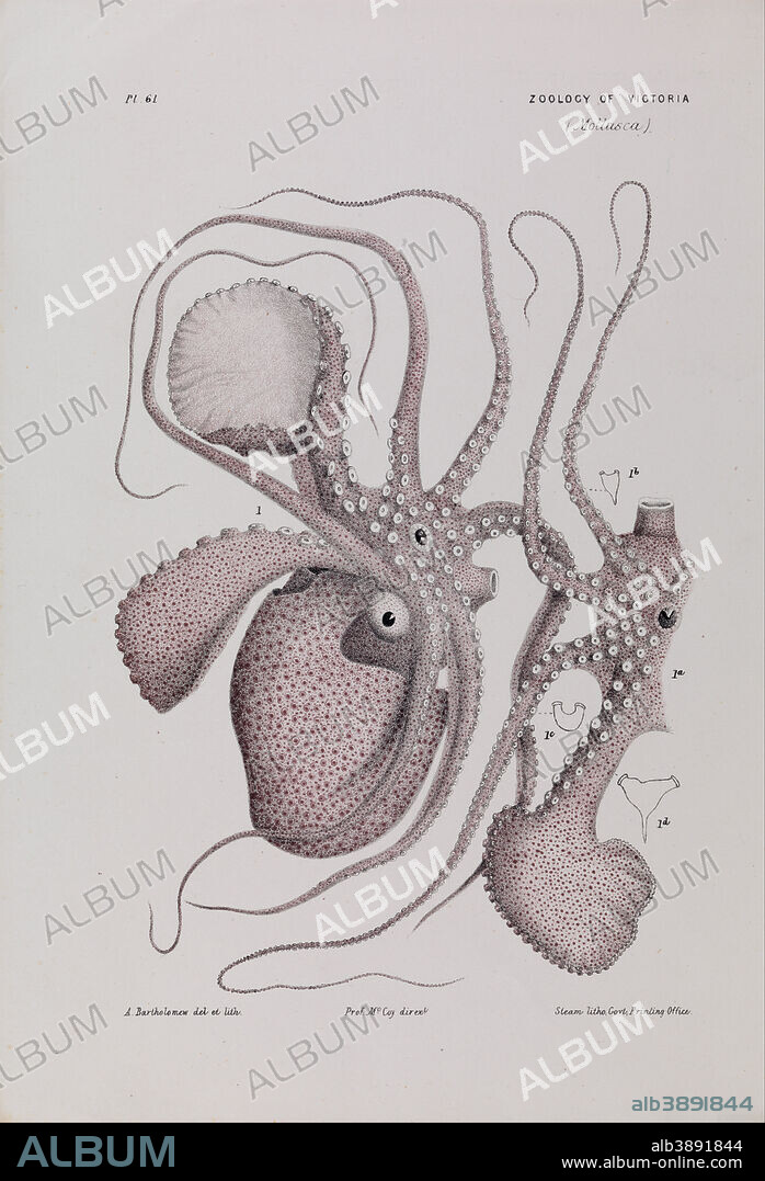 ARTHUR BARTHOLOMEW. Paper Nautilus, Argonauta nodosa. Date/Period: 1881. Image. Lithographic ink on paper lithographic ink on paper. Height: 200 mm (7.87 in); Width: 290 mm (11.41 in).