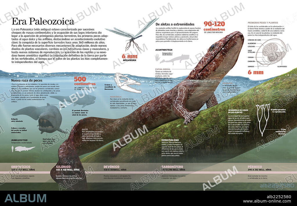 The Paleozoic Era. Infographic of the fauna of the Paleozoic era in which the amphibians adapted to the earth's (or terrestrial) environment for the first time.