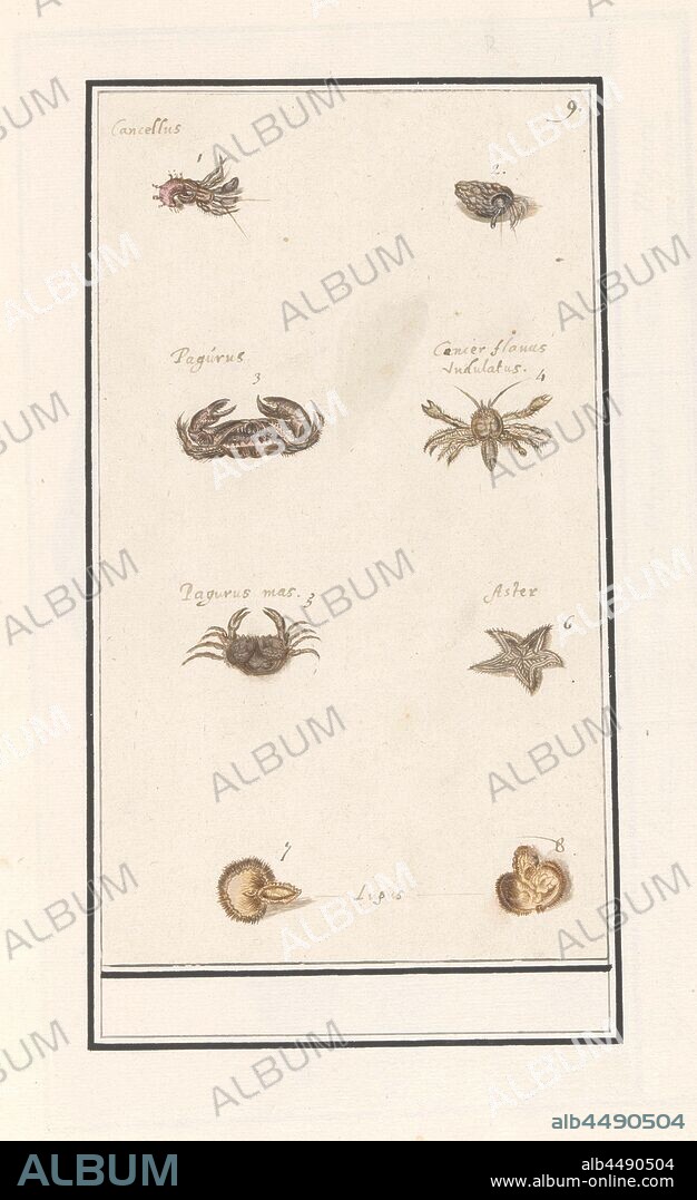 Page with eight crustaceans and molluscs, Sheet with eight crustaceans and molluscs, numbers 1-8, partly with the Latin names. Numbered top right: 9. Part of the sixth album with drawings of fish, shells and insects. Sixth of twelve albums with drawings of animals, birds and plants known around 1600, commissioned by Emperor Rudolf II. With explanations in Dutch, Latin and French, crustaceans: crab, crustaceans (SHRIMP), echinoderms: starfish, Anselmus Boetius de Boodt, 1596 - 1610, paper, pencil, chalk, watercolor (paint), ink, pen, h 245 mm × w 142 mm.