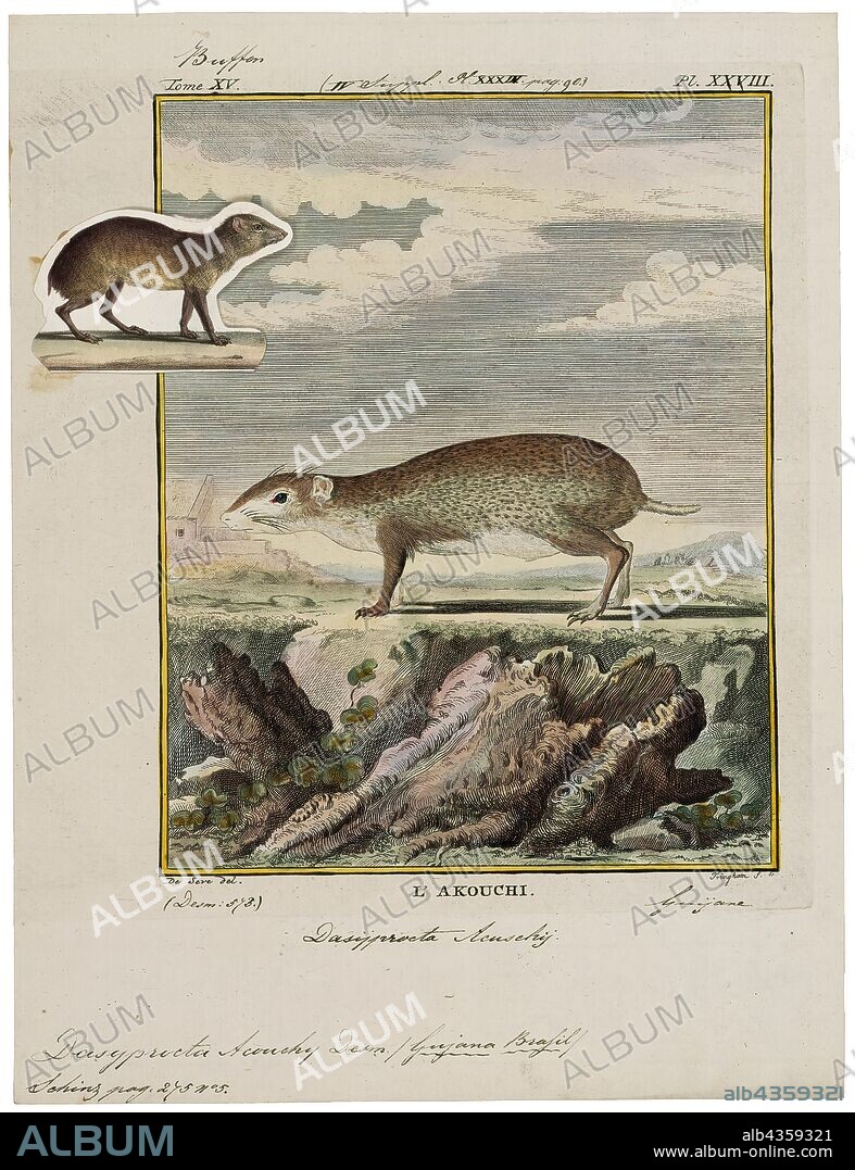 Dasyprocta acouchy, Print, Agouti, The term agouti (Spanish: agutí) or common agouti designates several rodent species of the genus Dasyprocta. They are native to Middle America, northern and central South America, and the southern Lesser Antilles. Some species have also been introduced elsewhere in the West Indies. They are related to guinea pigs and look quite similar, but are larger and have longer legs. The species vary considerably in colour, being brown, reddish, dull orange, greyish or blackish, but typically with lighter underparts. Their bodies are covered with coarse hair which is raised when alarmed. They weigh 2.4–6 kg (5.3–13.2 lb) and are 40.5–76 cm (15.9–29.9 in) in length, with short, hairless tails., 1700-1880.