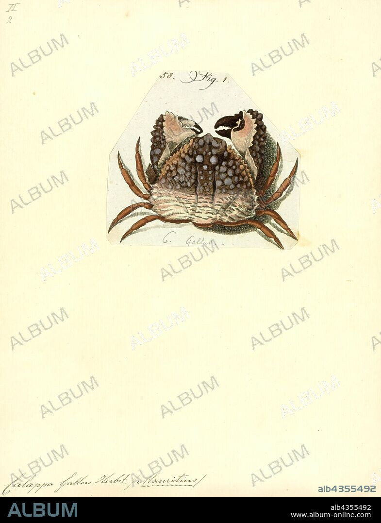 Calappa gallus, Print, Calappa gallus, common name rough box crab, or lumpy box crab, and Hawaiian name poki poki, is a benthic species of box crab in the family Calappidae.