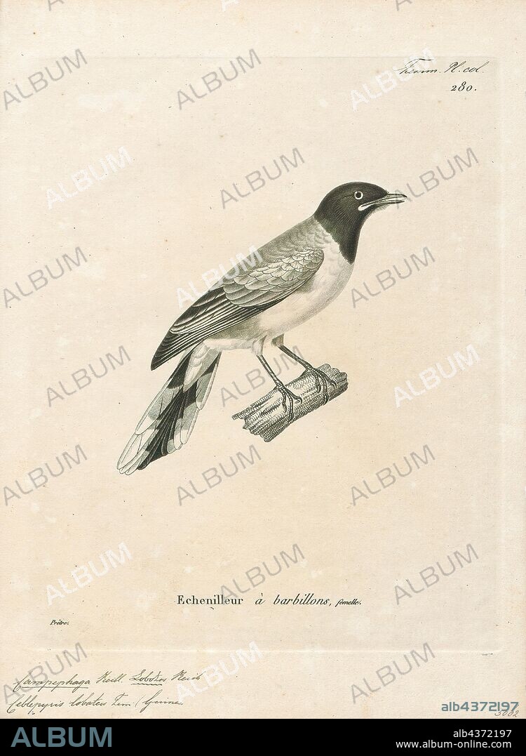 Campephaga lobata, Print, The western wattled cuckooshrike or Ghana cuckooshrike (Lobotos lobatus) is a species of bird in the family Campephagidae. It is found in Ivory Coast, Ghana, Guinea, Liberia, and Sierra Leone. Its natural habitats are subtropical or tropical moist lowland forest and subtropical or tropical swamps., 1700-1880.