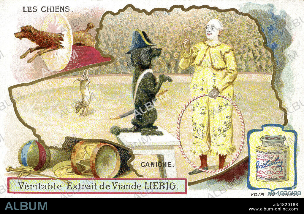 'Les chiens : caniche'. Chromo Liebig avec clown dresseur de chiens sur une piste de cirque, vers 1910. Credit : Collection KHARBINE-TAPABOR.