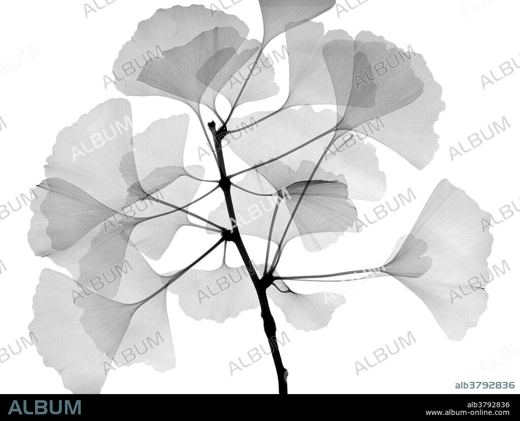 An x-ray of ginko leaves.(Ginkgo biloba) also known as the maidenhair tree. The leaves are unique among trees in that they have no midrib and no network of veins; rather the venation consists of aconstantly branching fan from the base of the leaf.