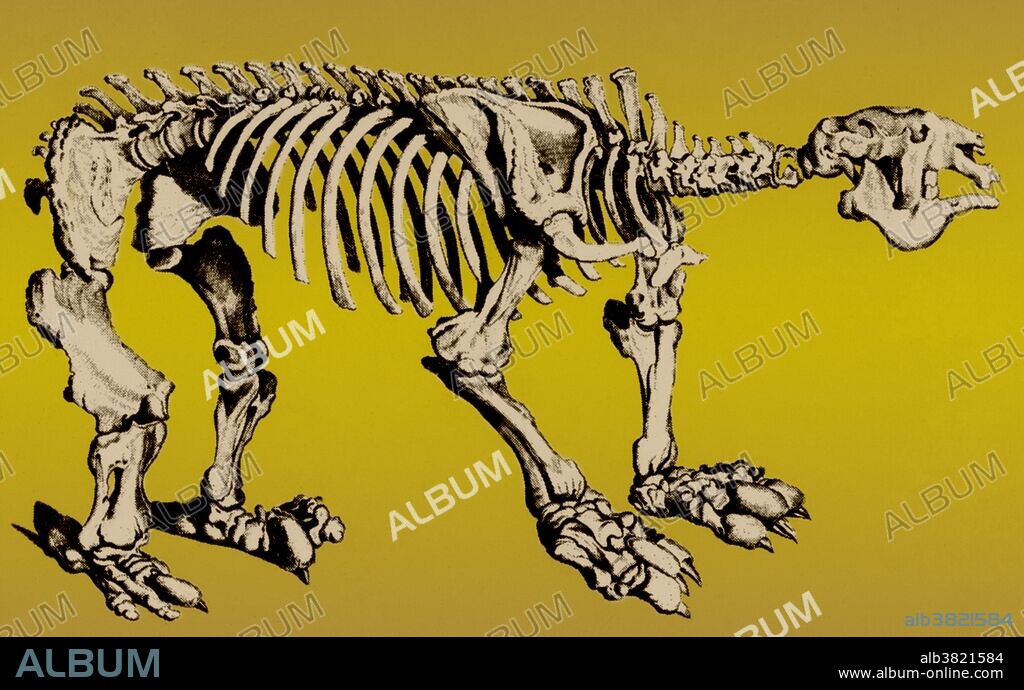 Megatherium (Great Beast) was a genus of elephant-sized ground sloths endemic to Central America and South America that lived from the Pliocene through Pleistocene epochs. Megatherium was one of the largest land mammals known, weighing up to eight tons, about as much as an African bull elephant. Although it was primarily a quadruped, its footprints show that it was capable of assuming a bipedal stance. When it stood on its hind legs it was about twenty feet tall, twice the height of an elephant. This sloth, like a modern anteater, walked on the sides of its feet because its claws prevented it from putting them flat on the ground. This animal appeared during Cenozoic era, the most recent era of geologic time, from about 65 million years ago to the present. The Cenozoic Era is characterized by the formation of modern continents and the diversification of mammals and plants. Grasses also evolved during the Cenozoic. The climate was warm and tropical toward the beginning of the era and cooled significantly in the second half, leading to several ice ages. Humans first appeared near the end of this era.