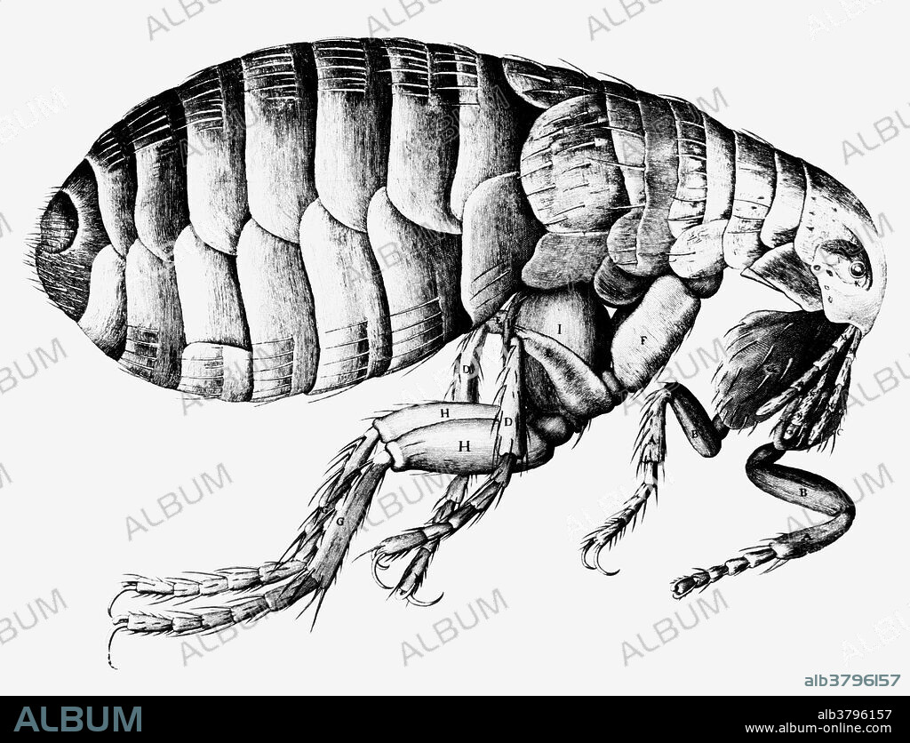 Drawing of a flea done by Robert Hooke & published in Micrographia in 1665. Hooke was curator of experiments at the Royal Microscopical Society of London, which was founded in 1660. He used a compound microscope to view a wide range of specimens, then drew & published the results of his remarkably detailed observations. Some of the illustrations in Micrographia were supposedly down by Christopher Wren, the architect. Hooke is best remembered for his discovery of the fundamental unit of life, the cell, based on his observations of a section of cork. Born in 1635, he died on March 3rd 1703.