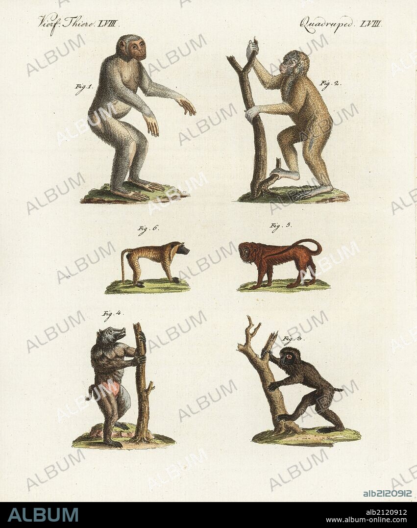 Chimpanzee, Pan troglodytes endangered 1, Bornean orang utan, Pongo pygmaeus endangered 2, Guinea baboon, Papio papio, near threatened 3, Cape baboon, Papio ursinus porcarius threatened 4, Simia seniculus, central yellow baboon 5, Papio cynocephalus threatened 6. Handcoloured copperplate engraving from Bertuch's "Bilderbuch fur Kinder" (Picture Book for Children), Weimar, 1798. Friedrich Johann Bertuch (1747-1822) was a German publisher and man of arts most famous for his 12-volume encyclopedia for children illustrated with 1,200 engraved plates on natural history, science, costume, mythology, etc., published from 1790-1830.
