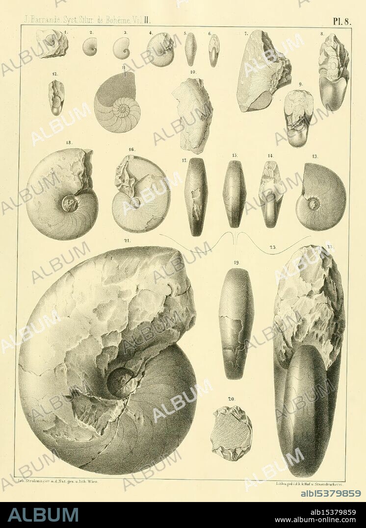 Systême Silurien du centre de la Bohême, Prague, Chez l'auteur, 1852-1911, paleontology, Czech Republic, Bohemia, Silurian, invertebrates, fossil, fossil stories., A detailed illustration showcasing various types of ammonite fossils, each meticulously labeled and arranged for comparative study. The collection includes different views such as lateral, dorsal, and ventral perspectives of the fossils, highlighting their distinct shapes, textures, and structural features. The types range from coiled forms to more elongated structures, illustrating the diversity within this group of extinct marine mollusks. The artwork is designed to serve as a reference for paleontological research, emphasizing the evolutionary significance and morphology of these ancient creatures. Labels indicate the corresponding numbers for easy identification alongside names or classifications in the legend.